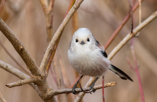 Staartmees Aegithalos caudatus Een klein vogeltje kijkt door de lens