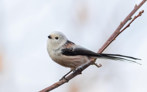 Staartmees Aegithalos caudatus Een vogel zit op een tak tegen de hemel