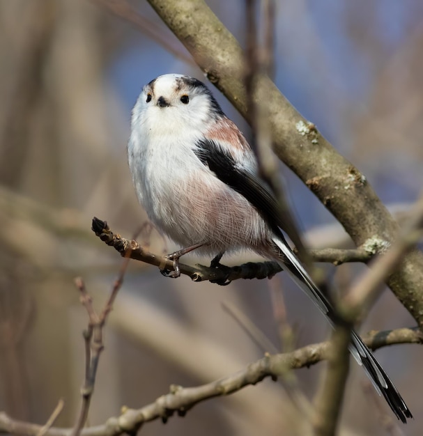 Staartmees Aegithalos caudatus Een vogel zit op een tak