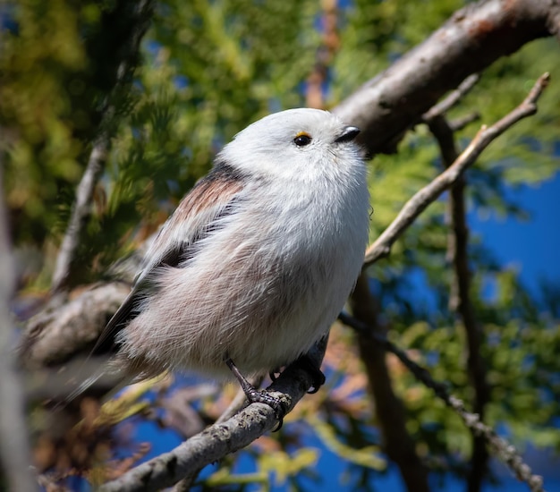 Staartmees Aegithalos caudatus Een vogel zit op een tak