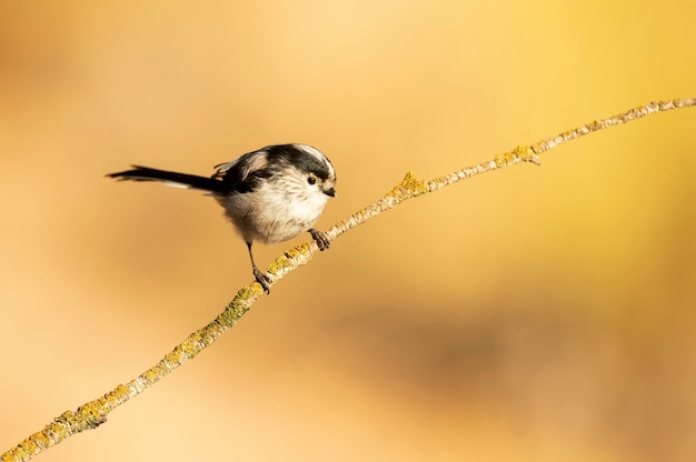 Staartmees op een tak bij een natuurlijk waterpunt in een mediterraan bos