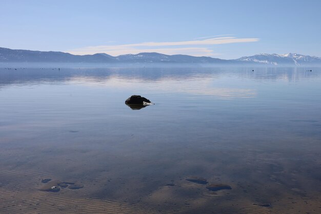 Staatspark Lake Tahoe Sugar Pine