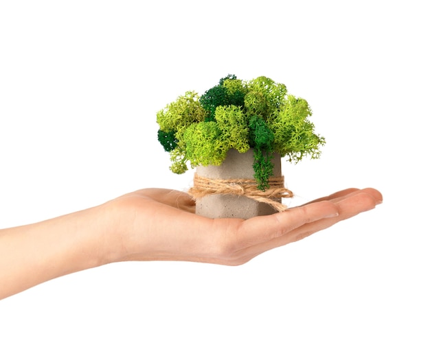 Stabilized moss in a flowerpot on white isolated