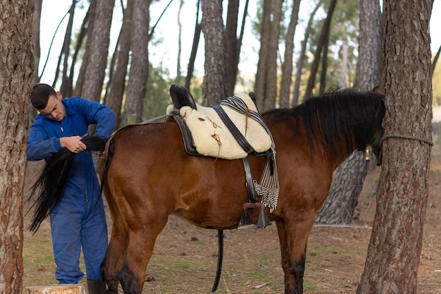 Stable worker placing the saddle on a brown horse, horizontal cutout view