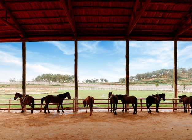 Stables and horses