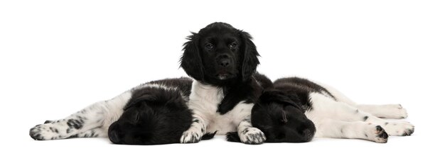 Stabyhoun puppies lying down together resting isolated on white