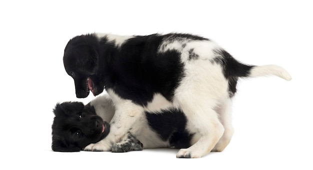 Stabyhoun puppies playing together isolated on white