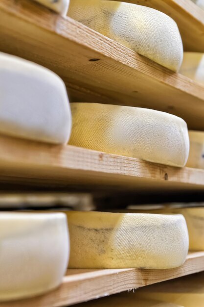 Stack of aging Cheese on wooden shelves at maturing cellar in Franche Comte creamery in France