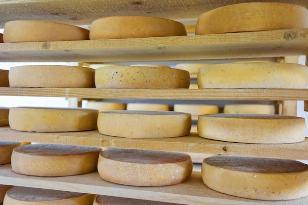 Stack of aging Cheese on wooden shelves at ripening cellar in Franche Comte dairy in France