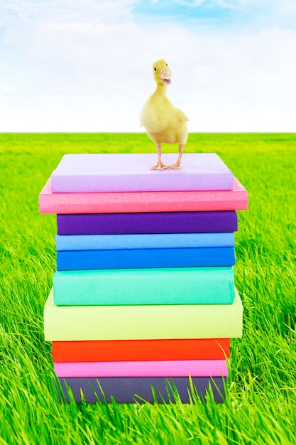 Photo stack of a bird on field