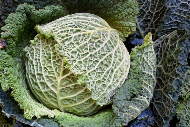 Stack of cabbages on a market stall