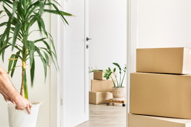 Stack cardboard boxes in living room.