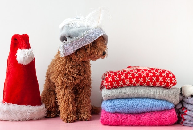 Next to a stack of Christmas sweaters sits a small poodle in a gray hat with a feather