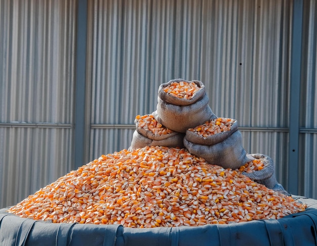 Photo a stack of corn kernels suitable for agricultural concepts