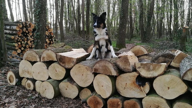 Foto una pila di cani su un tronco