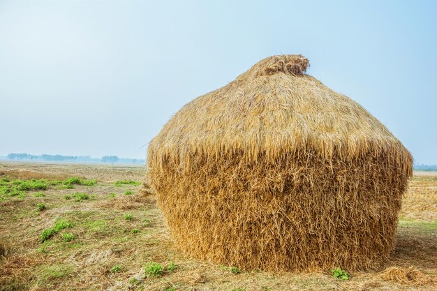 Stack of dried rice