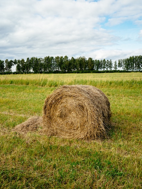 A stack of dry hay in the field. Trees in the background