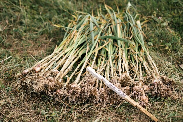 Foto pila di aglio viola italiano appena raccolto