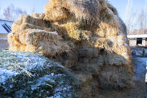 Stack of grass hay bales for a cattle