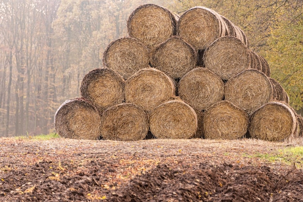 Photo stack of hay bales on field in forest