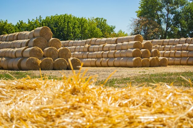 Foto una pila di balle di fieno sul campo