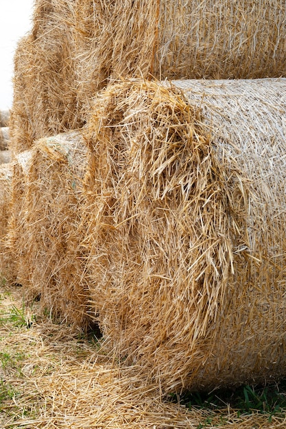 Stack hay closeup Large bales of hay are stacked in stacks