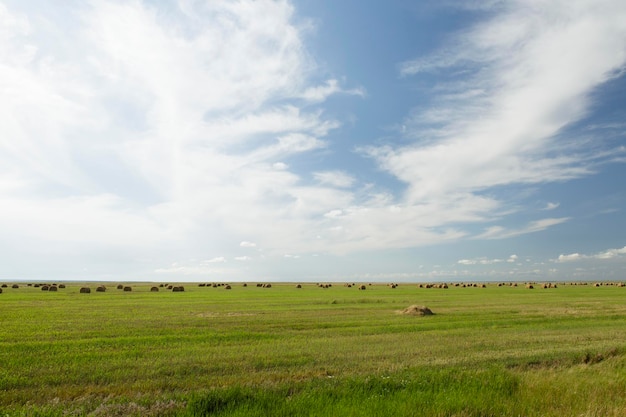 Stack of hay lying in a field