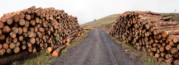 Photo stack of logs against sky