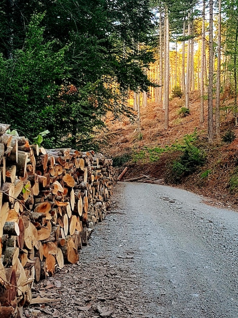 Foto pila di tronchi su una strada in foresta