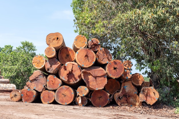 Stack of logs extracted from an area of brazilian Amazon rainforest