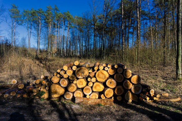 Stack of logs on field in forest