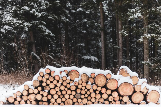 Photo stack of logs in forest during winter