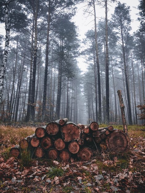 Photo stack of logs in forest