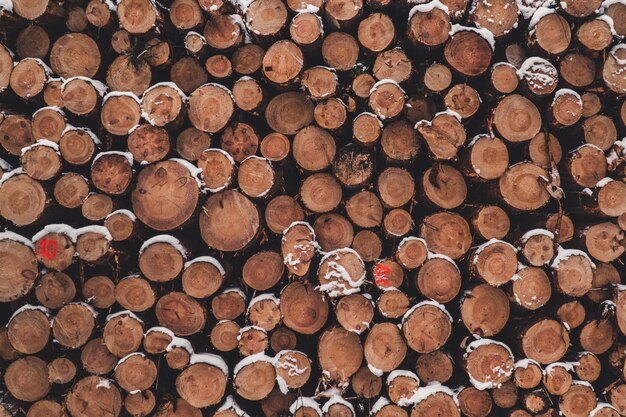 Photo stack of logs in forest