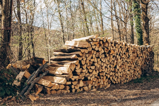 A stack of logs in a forest