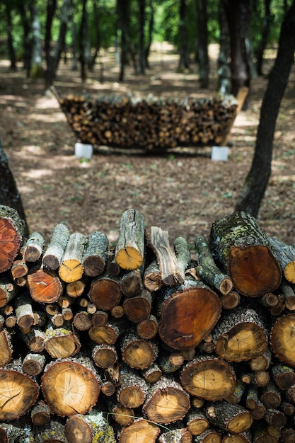 Foto una pila di tronchi nel tronco di un albero