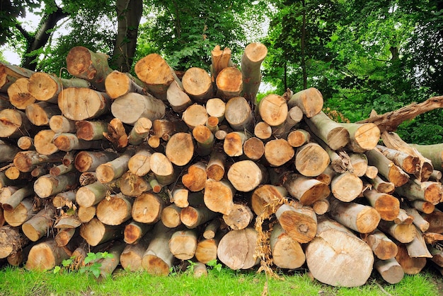 Stack of logs on tree trunk