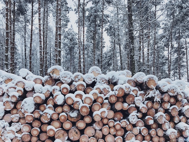 Foto pila di tronchi in inverno