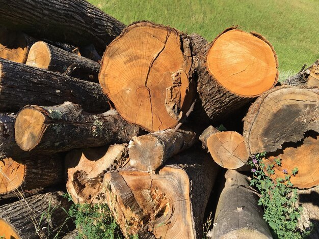 Stack of logs