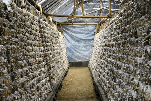 Foto una pila di funghi sullo scaffale della serra