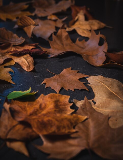 写真 乾いた紅葉の山積み ムーディなダークスタイルで