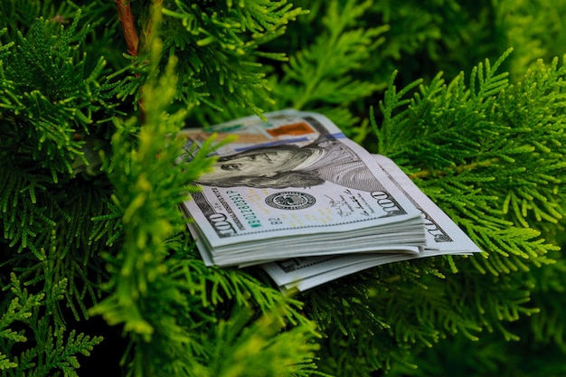 Stack of one hundred dollar bills on christmas tree.