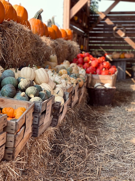 Photo stack of pumpkins in market