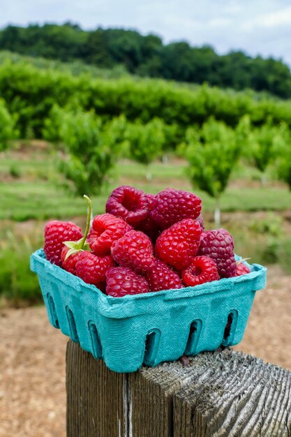 Photo stack of raspberry in container