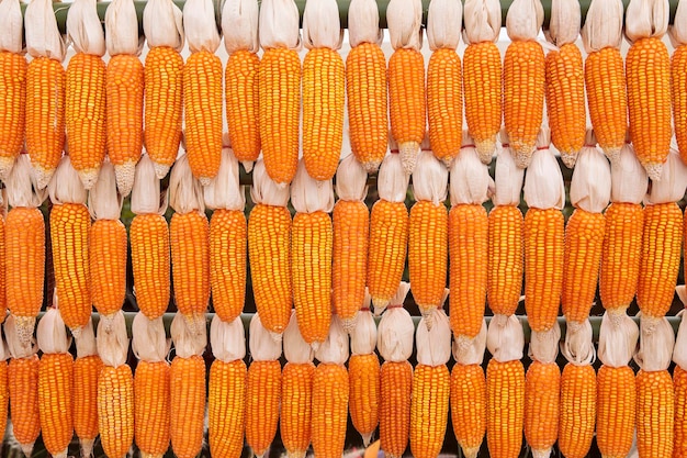 Photo stack of raw corn decorated in thailand rural farm