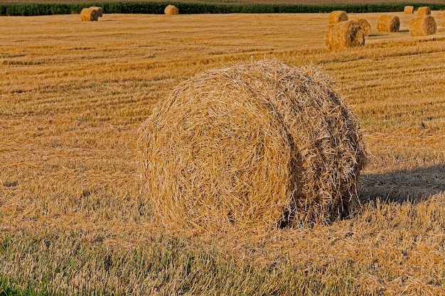 Stack of straw  an agricultural field where harvested cereals and straw collected in a stack summer