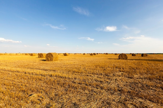 Stack of straw an agricultural field where harvested cereals and straw collected