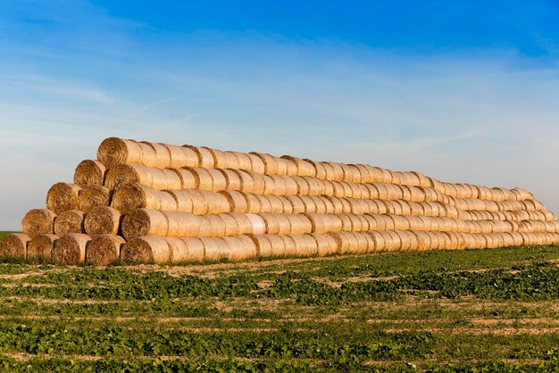 Stack of straw in the field