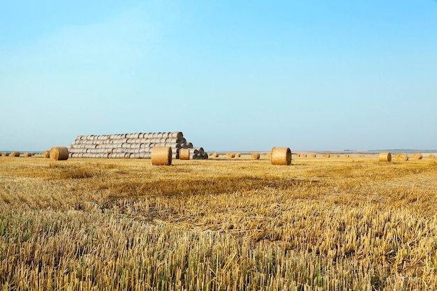 Stack of straw in the field