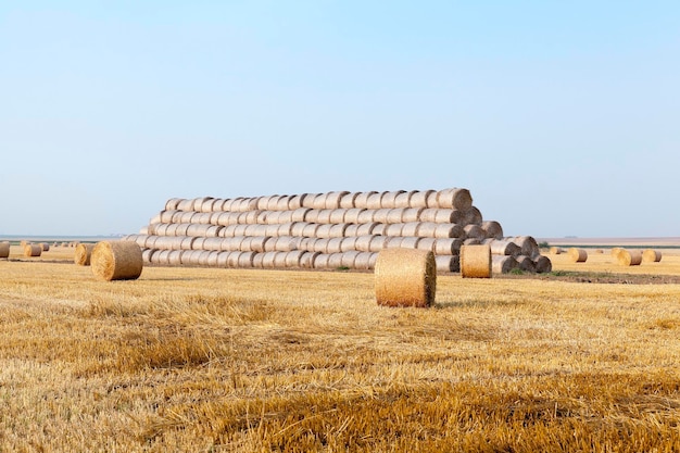 Stack of straw in the field